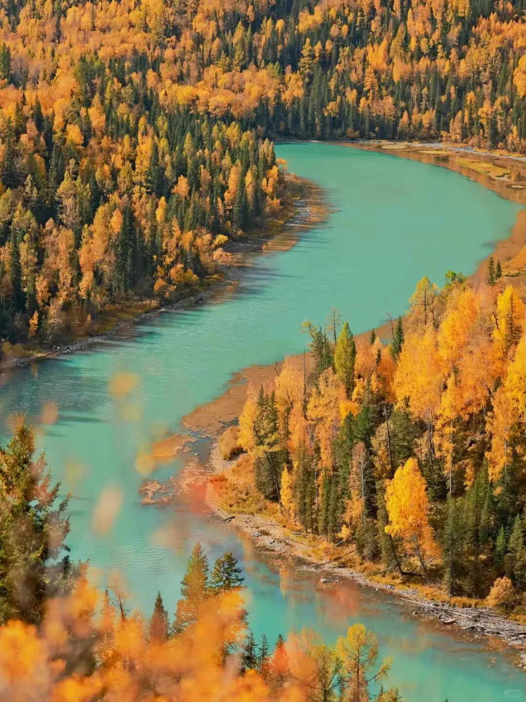 2025年喀纳斯树叶变黄时间预测🍂（附攻略_2_苒苒在北疆_新疆-北疆-国庆特辑-来自52tours 我爱旅游网